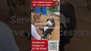 🐄 Pitru Paksha Goseva 2025 | Support & Donate Today | ISKCON Cyberabad 🙏 #goseva #pitrupaksha