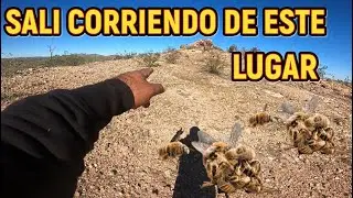CASI ME PICAN LAS ABEJAS EN DESIERTO MIENTRAS EXPLORABA