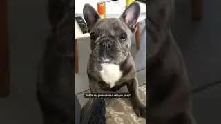 Sorry no chocolate for you. #dogfeatures #frenchie #dogchannel #frenchbulldog #puppy