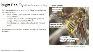 Diagnosis for Poecilanthrax lucifer in the US and Canada (with examples)