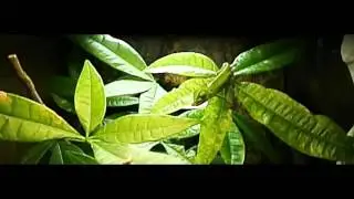 Slow motion - Cum mananca un pui de cameleon