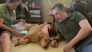 Teddy A Crisis Response Dog In Surfside Needs Help Himself