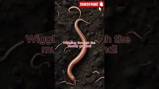 Baby Worm's Wiggly  #shorts Song
