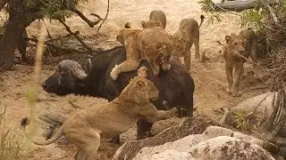 Buffalo Escapes from Lion Pride Attack