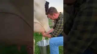 English Farmer Milking Cows 🐄🥛 | Real Farm Life Documentary (4K) #guiltydogs #cute #kindnessiscool