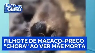 Vídeo mostra desespero de macaquinho sobre o corpo da mãe em rodovia