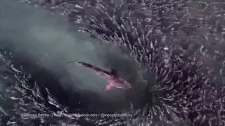 Mullet Run 2016 Highlights