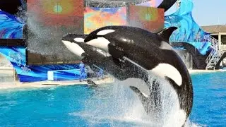 Killer whale habitat expansion approved at SeaWorld