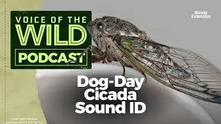 Episode 23: Dog-Day Cicada &ndash; Voice of the Wild