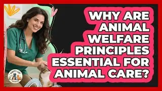 Why Are Animal Welfare Principles Essential For Animal Care? - Animal Care Jobs