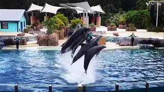 Шоу &laquo;Приключения дельфинов&raquo; в SeaWorld Orlando | Орландо, Флорида