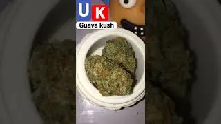 Guava 🥶 #fyp #shorts #greenteam #weed #rapperweed