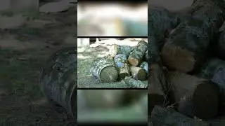 Chipmunk Visits Our Firewood Pile #chipmunk #firewood #wildlife #homestead #winterprep