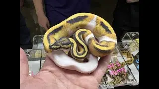 Desert Ghost Pied NARBC Schaumburg pick up, and adding new genes to the G Stripe Clown Project!