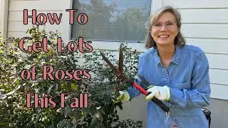 Late Summer Pruning Knock Out Roses & Drift Roses