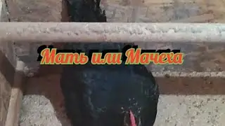 Как подсадить чужих цыплят к квочке! !!