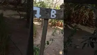 Bijagos