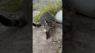 My Costa Rican cats brought me a gift this morning 😅 #costarica #beachlife #cat #gift