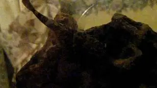 Crazy Fish Eating his first BIG MEAL - Poor Quality - Butis Butis