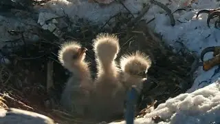 Shadow feed second breakfast to eaglets | Big Bear Bald Eagle | Mar 9, 2025