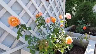 Миниатюрная красотка Lady Emma Hamilton, David Austin!