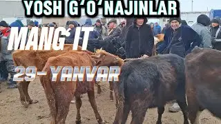 29-ЯНВАР МАНГИТ ЁШ ҒЎНАЖИНЛАР ЁШ ҚАЧОРЛАР НАРХЛАРИ (НАРХ) КЎТАРИЛДИМИ 