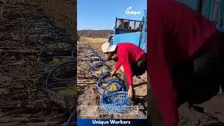 Corn harvest for beginners: a simple guide to harvesting corn