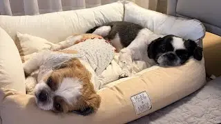 시츄들의 아침 일상 훔쳐보기 #시츄 