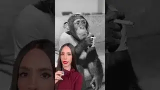 Animals put on trial 🐒