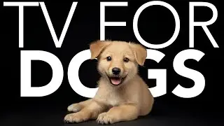 10 HOURS of Dog Adventure TV 💖🦮 Calming Virtual Dog Walks Through Beautiful Natural Landscapes