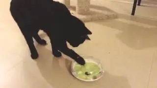 CatIt Senses Treat Maze