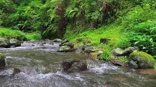 Shallow River Flow – Soothing Nature Sounds for Meditation