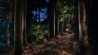 PALM JUNGLE COMES ALIVE  2020