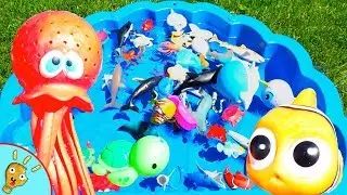 Sea Life in a Shell Pool with Squishee Nugget