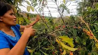 COFFEE FARMING 1 Million ang kita? / Paano Magpalaki, Mag-Harvest at Magkano ang Bintahan?
