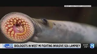 Treatments kill invasive sea lamprey in West Michigan waterways