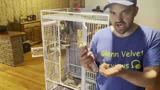 Review of Parrot Wizard Store NU Perch&reg; (Large). Julian the African Grey Parrot.