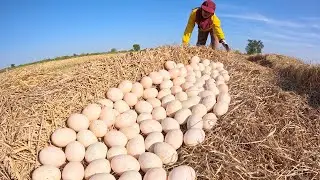 Harvest a lot of duck egg on the straw at rice field by hand a female farmer