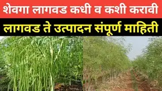 शेवगा लागवड तंत्रज्ञान,लागवडीपासून ते विक्री पर्यंत संपूर्ण माहिती व मार्गदर्शन ,शेवगा शेती यशोगाथा