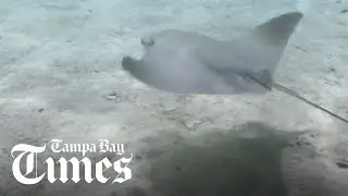 Stingray pup born at Florida Aquarium