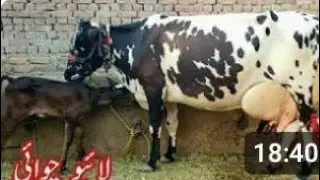 September 12, (03263363751) 🐄