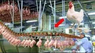 Chicken Processing_Amazing Food_Processing_Machines
