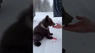 Driver saves injured bear cub found freezing on snowy road
