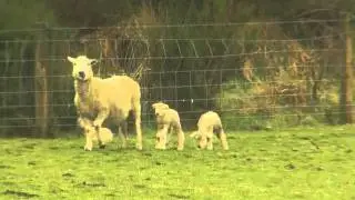 Just Shorn New Zealand Wool: Lambs