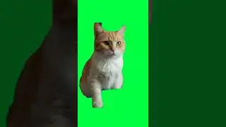 meow cat 🐱🐱 #greenscreenvideo #greenscreen #catshorts  #cats