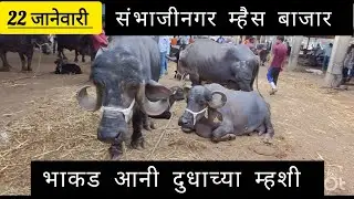 संभाजीनगर म्हैस बाजार🛑 #cow #amhidudhutpadakshetkari #dairyfarm #dairyproducts 