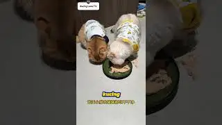 Test IQ Kucing Bikin Ngakak #catshorts #kucingshorts