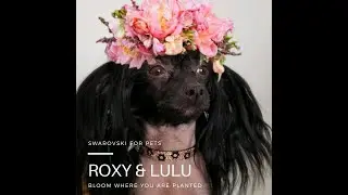 Roxy and Lulu Swarovski collars