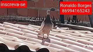 POMBO CORREIO, RONALDO BORGES, PROVA DE 288KM. 2022