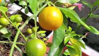 Plantas frutales en macetas en plena floración y producción